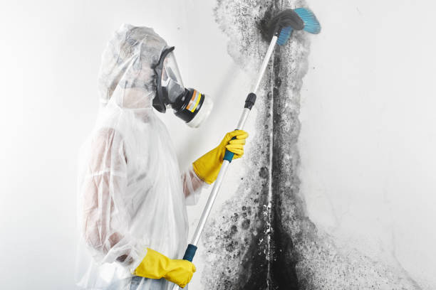 Best Asbestos and Lead Testing During Mold Inspection  in , AL